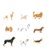 Breeds of Dogs