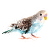 Oiseau Budgie