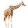 Girafe
