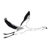 WHITE FLAMENCO FLYING