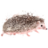 Hérisson