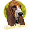 Basset Hound