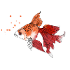 Gold fish