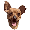 Pinscher Love