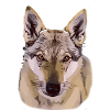 Czechoslovakian Wolfhound Comic Style