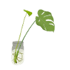 Monstera Deliciosa Plant Cutting