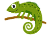 Chameleon Animal