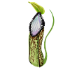Pitcher Nepenthes plante carnivore