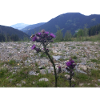 Alpine flower