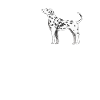 Dalmatiner Hundebesitzer