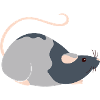 Süße Ratte
