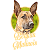 Belgian Shepherd Malinois