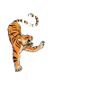Oeil du Tigre