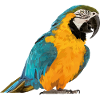 blue and yellow macaw