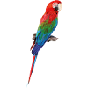 Green-winged macaw