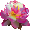 Schöne rosa Lotusblume