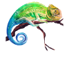 Chameleon tropics reptile
