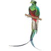 Quetzal Vogel Paradiesvogel