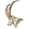 Steinbock solo