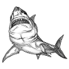 Great White and Black Shark