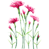 fleurs