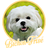 Bichon Frize