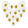 Daisies in the heart