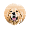 chien