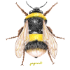 bumblebee
