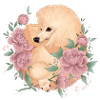 poodle apricot