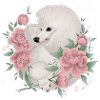 white poodle