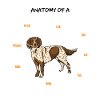 Petit Münsterländer anatomie chien cadeau