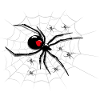 Spider on cobweb