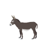 Donkey - This Boy Loves Donkeys
