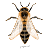 bee