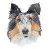 Collie Watercolour