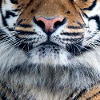 Tigerschnauze