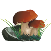 Boletus the king of mushrooms