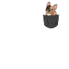 French bulldog in the pocket