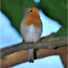 robin