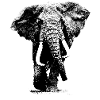 l'éléphant