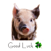 pig