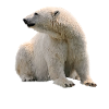 polar bear
