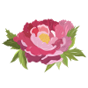Hand painted peony