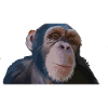 Cute monkey