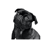 doggy dog