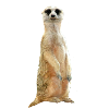 Suricates