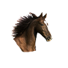 Horse head