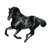 Pferd