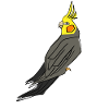 Cockatiel bird funny